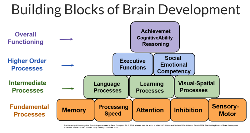 Building Blocks of Brain Development