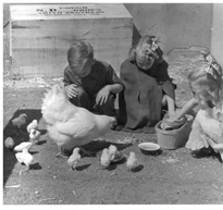 Kindergarten Children Playing With Chickens 