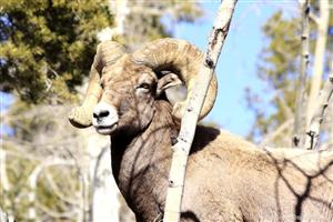 Bighorn sheep