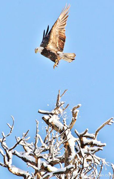 Eagle flies above tree