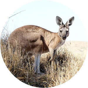 Photo of kangaroo to represent teacher exchange program in Australia