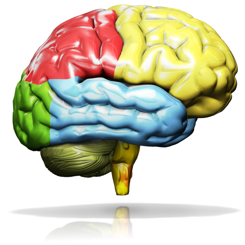 Brain Icon