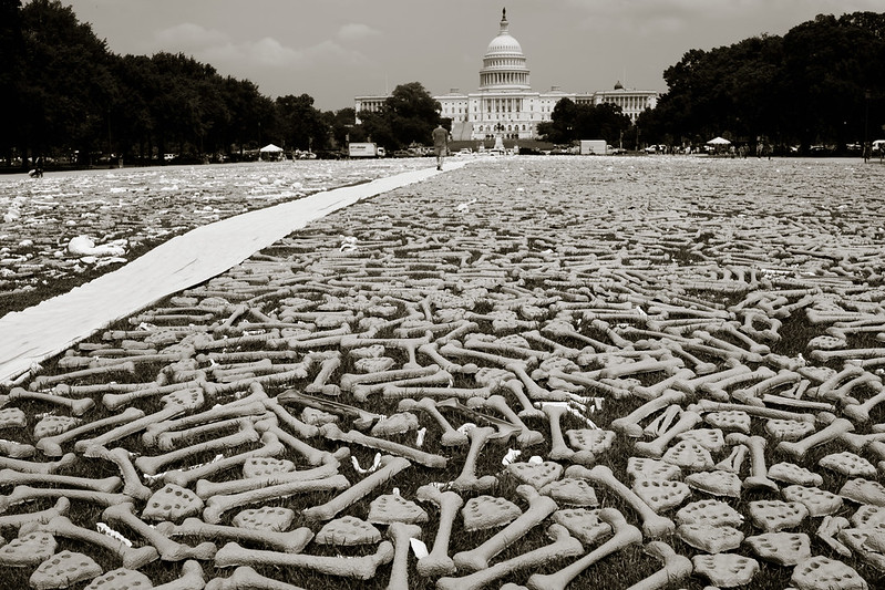 One million handmade bones laid out on the National Mall, as a protest against genocide and mass atrocities.