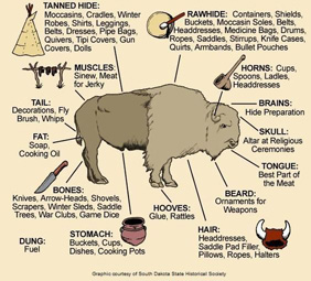 How Native Americans used all parts of a buffalo.