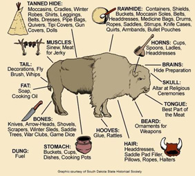 How Native Americans Used all Parts of a Buffalo.