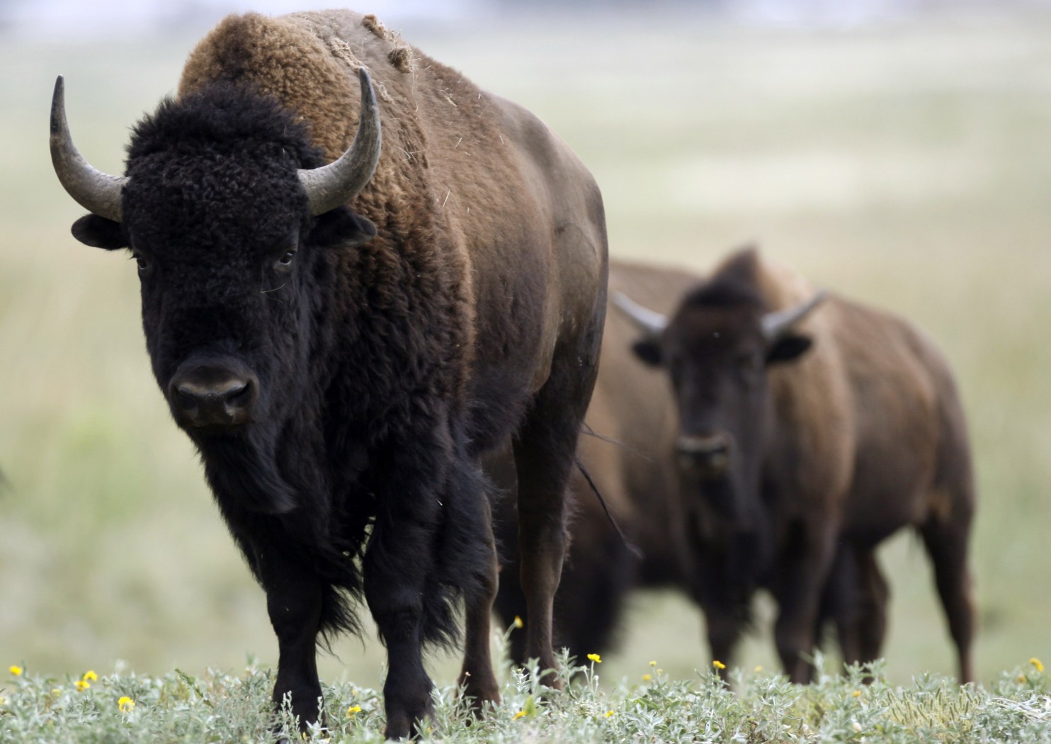 The American Bison