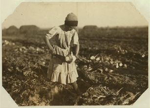 Child Cultivating Sugar Beets, 1915
