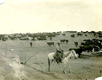 Cowboys herding cattle in the San Luis Valley.  