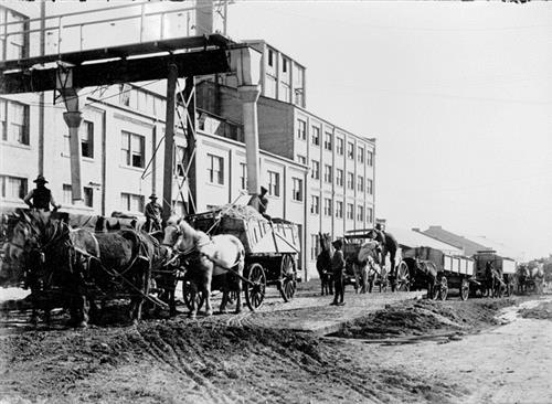 Horse Drawn Wagons Delivering Sugar Beets 