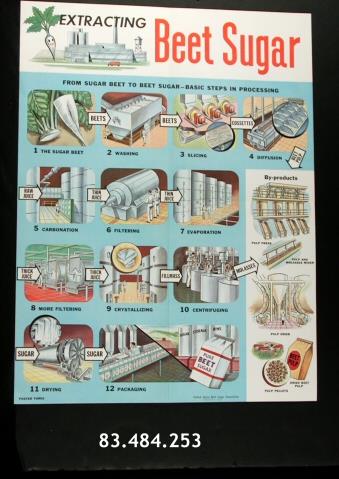 Extracting Beet Sugar