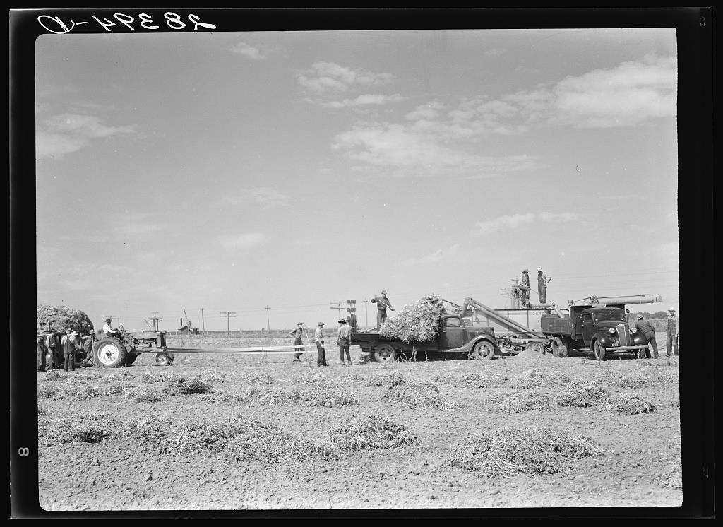 Threshing soybeans. Weld County, Colorado