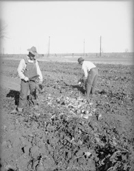 Workers in a Sugar Beet Field