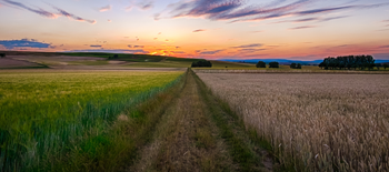 Grass and horizon at sunset