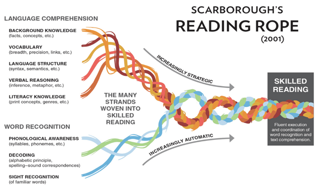 Scarborough's Reading Rope depicts the multiple skills students need to read proficiently. The rope is broken into two categories: language comprehension and word recognition. The rope begins with five strands to indicate the five skills identified for language comprehension. Then, it moves to the three strands that indicate the three skills required for word recognition. There are eight skill in total reflected by colorful strands. 
