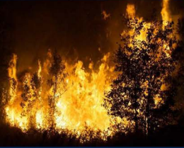 Forest Fire: Flames in the trees